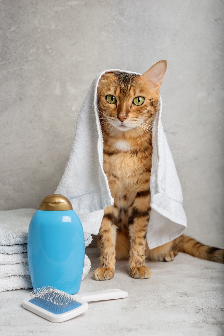 Cat with Towel, Shampoo, and Brush