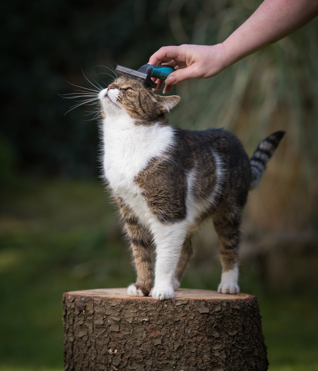 cat grooming