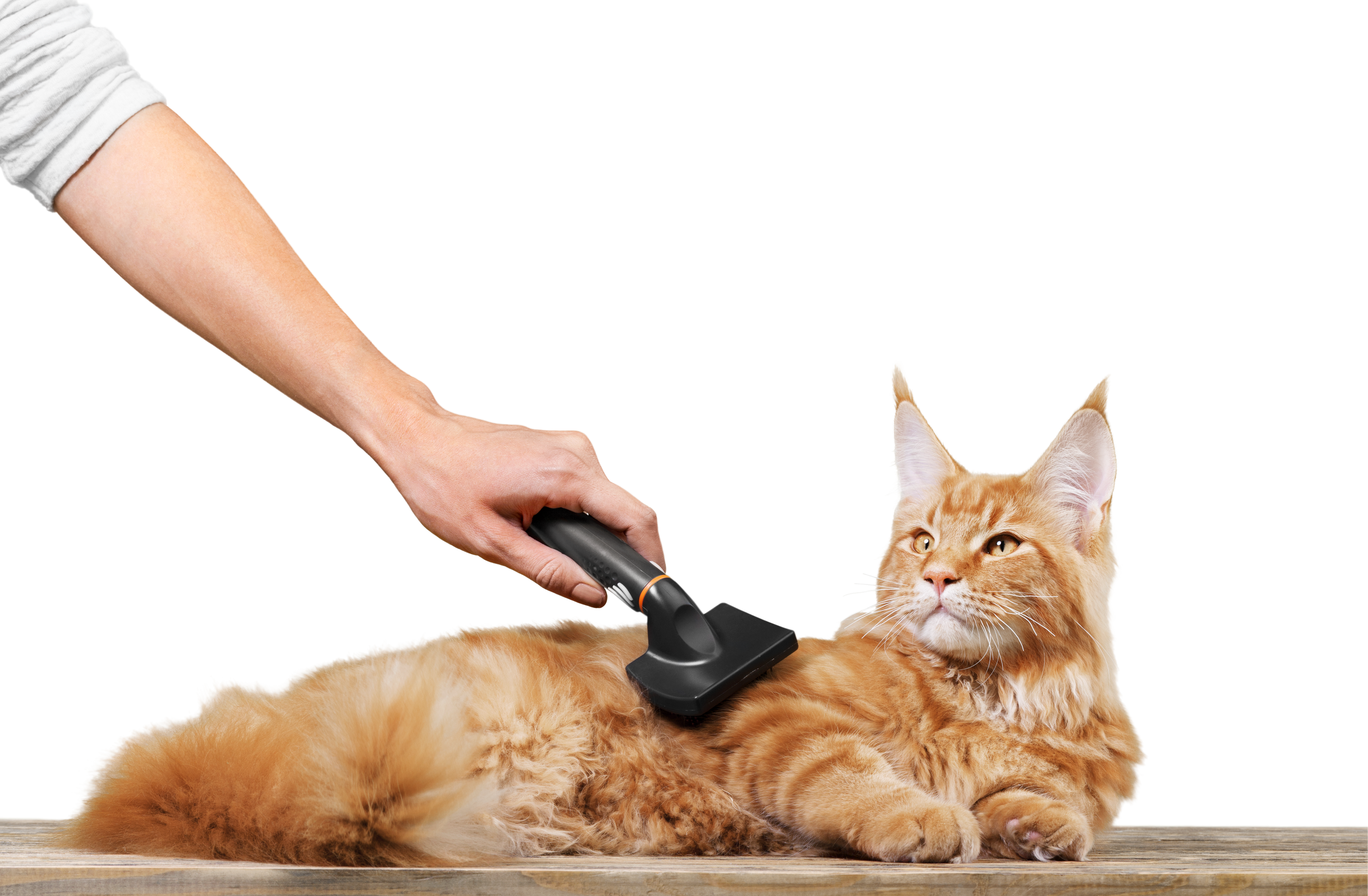 a cat being groomed