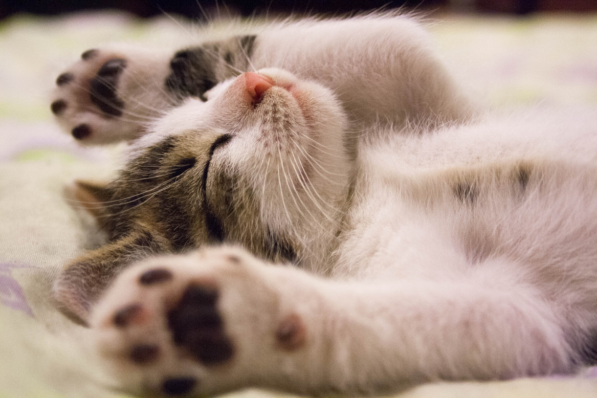 Adorable Cat Sleeping