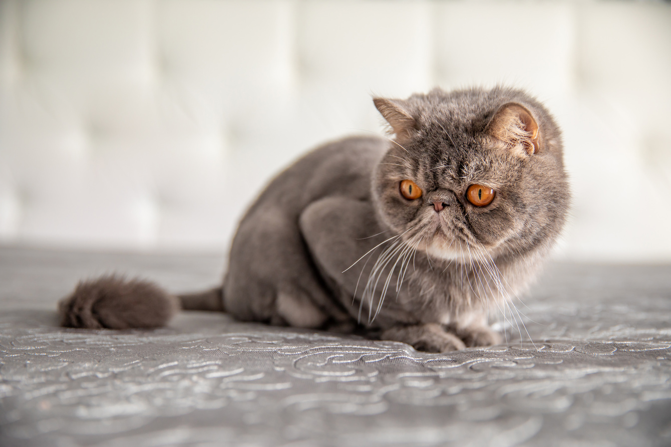 Trimmed cat. gray beautiful cat. a cat's haircut. pet. Exotics cat